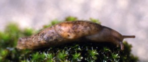 Deroceras reticulatum - brown form