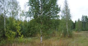 figure 2: Typical habitat for S. oblonga; the Artukainen area in Turku. Photo: Matti Valta