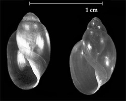 Shell of Physa fontinalis