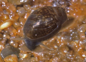 Typical live Physa species