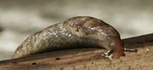 Deroceras reticulatus - common pale form