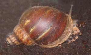 Archachatina degneri