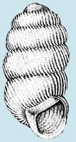 Truncatellina cylindrica