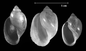 Physella acuta shell