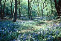 Broadleaved woodland in Spring