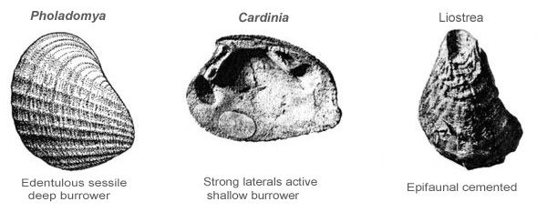 Fossil bivalves