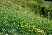 Chalk grassland