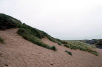 Stabilised sand dune habitat