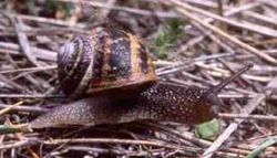 Garden snail