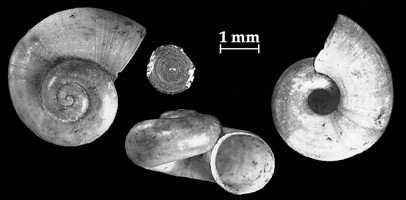 Valvata macrostoma shells
