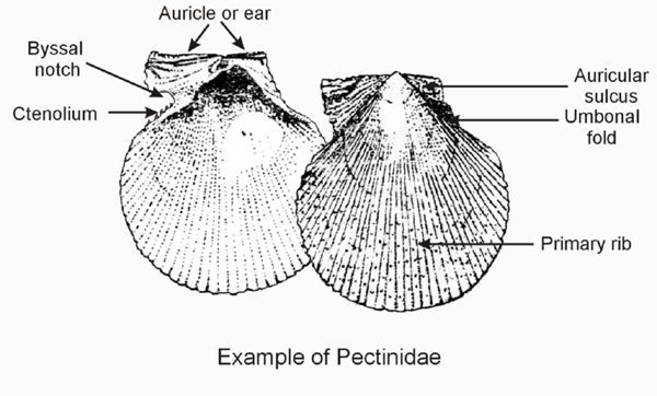 Diagram of typical Pectinidae shell | The Conchological Society of ...
