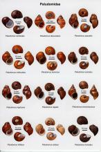 Laminated Guide to the freshwater Mollusca of Sri Lanka