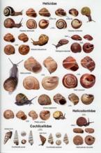 Laminated Field Guide to Land Snails