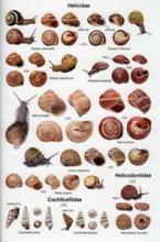 Laminated Field Guide to Land Snails 