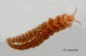 Aeolidiella sanguinea. Orange specimen with orange-brown internal digestive gland, and distinct white tips on cerata. No surface pigment. Blood-red specimens also occur. LWS, Menai Strait, Wales. Sept. 2009.
