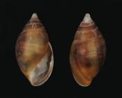 Myosotella denticulata. Shell height 6.5mm. Aperture lacks an operculum. Images of live animal in water. High water mark and just above. Salting on sheltered Menai Strait (full salinity sea water). Under stones with terrestrial invertebrates.