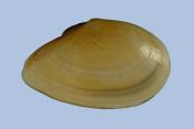 Right valve of Fabulina fabula