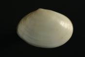 Abra alba