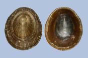 Helcion pellucidum