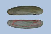 Exterior and interior of left valve annotated to show pallial sinus and muscle scars