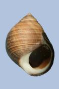 Littorina littorea