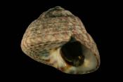 Gibbula umbilicalis