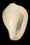 Erato voluta