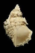 Trichotropis borealis