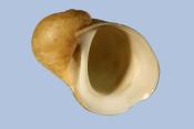 Lacuna pallidula