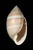 Acteon tornatilis