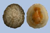 Dorsal (left) and ventral view of shell