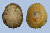Dorsal (left) and ventral view of shell