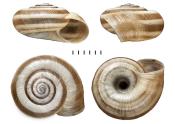 Helicella itala shell