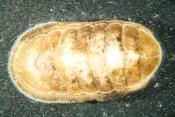 Ishnochiton albus