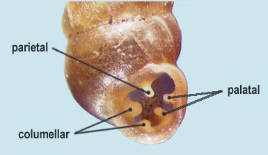 Nomenclature of teeth in Vertiginidae