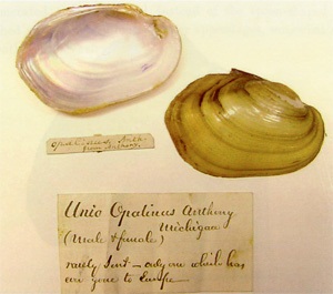 Ligumia opalinus (Anthony, 1866)