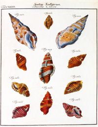 Hand-coloured engraving, plate 132 from Volume 4 (1780) of F.H.W. Martini and J.H. Chemnitz's Neues Systematisches Conchylien-Cabinet &c. 1769–95