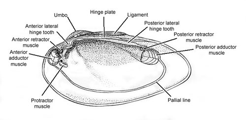 Diagram of interior of typical bivalve shell