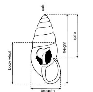 Diagram of shell - 1
