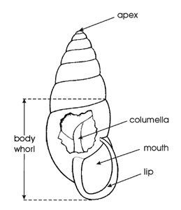Diagram of shell - 2
