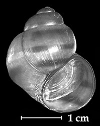 Shell with an operculum.